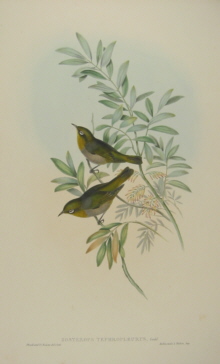 John Gould Birds of Australia